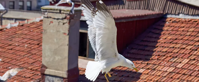 Residential Chimney Animal Removal Solution in Flower Mound, TX