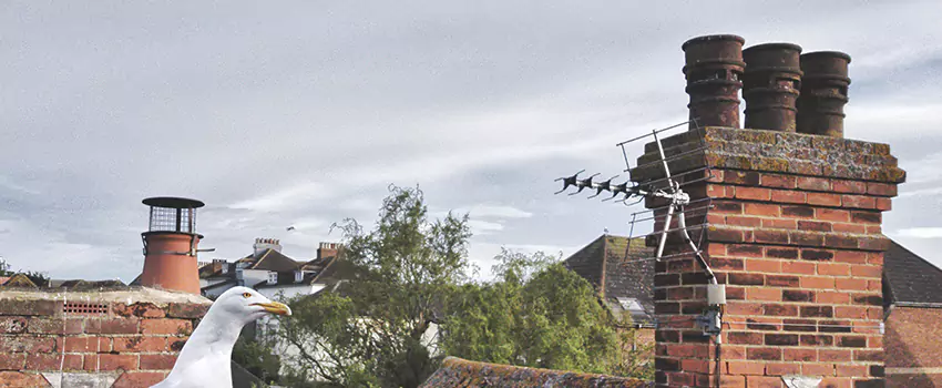 Chimney Cleaning And Restoration in Flower Mound, Texas